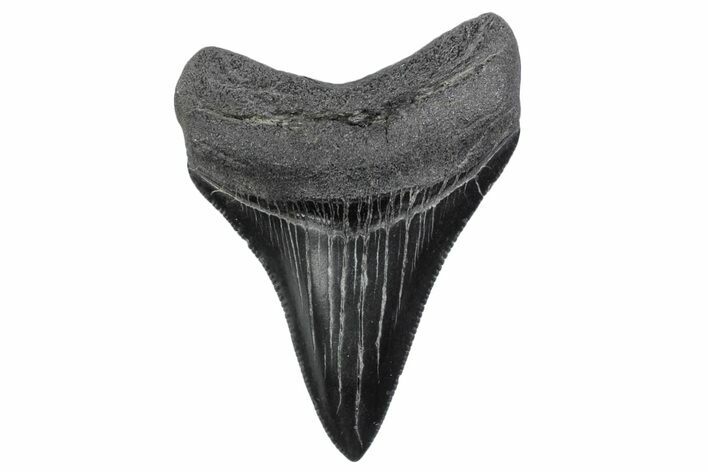 Serrated, Juvenile Megalodon Tooth - South Carolina #370426